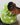Dachshund wearing a lime green dog snood with white polka dots.