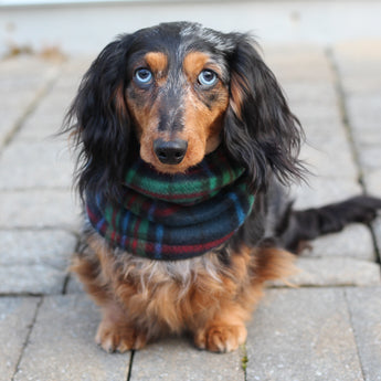 Blue, Green, and Red Plaid Dog Snood Scarf